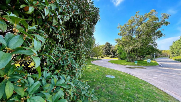 草坪替换添新绿 景区绿化再升级