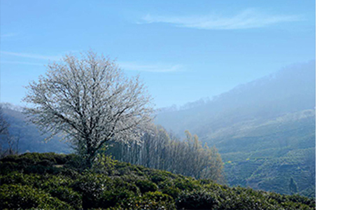 大发500-追求康健,你我一起生长